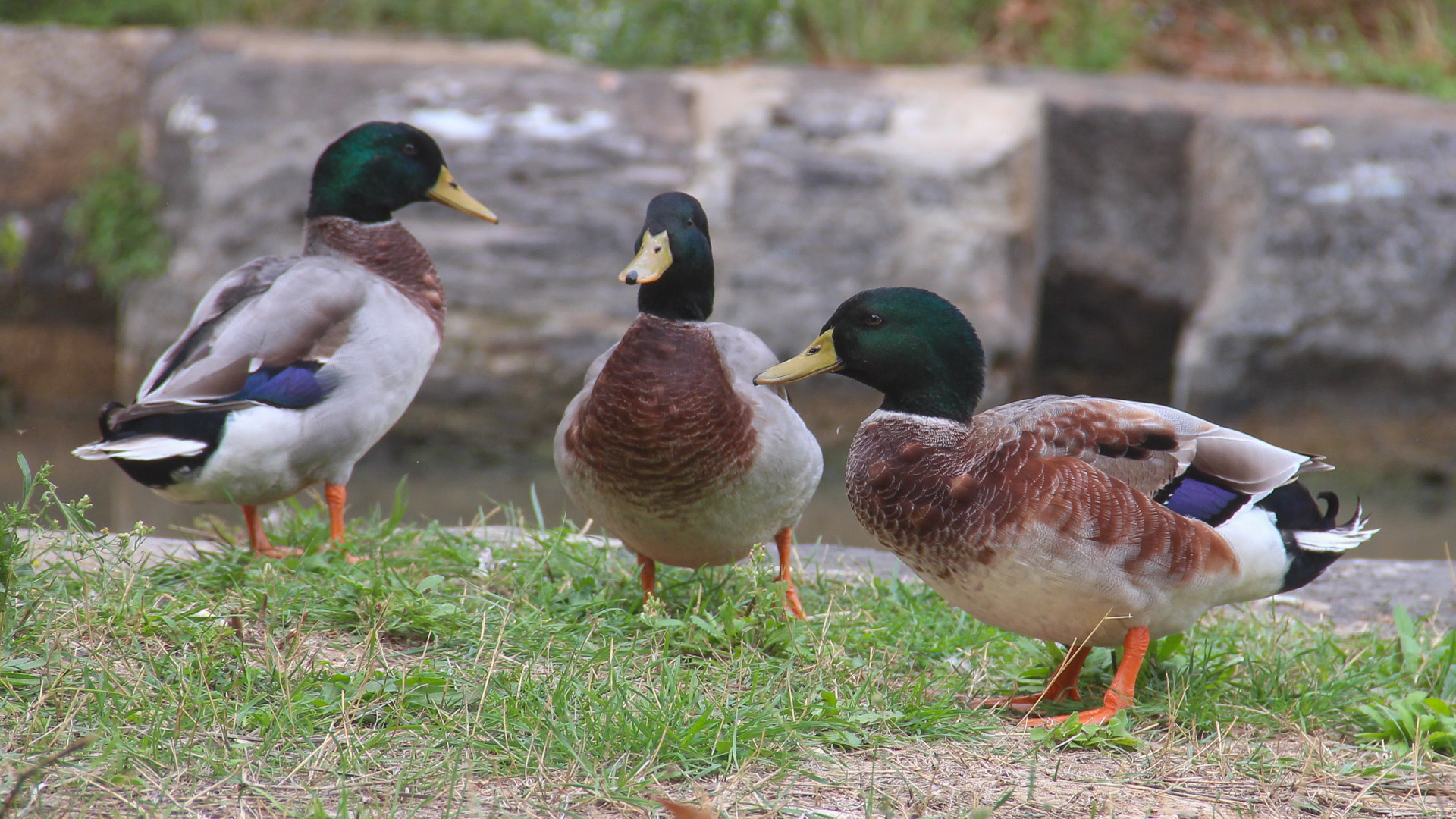 canards à col vert sur les berges de la Garonne