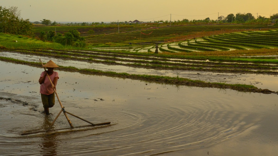 paysan travaillant sur une rizière à Bali
