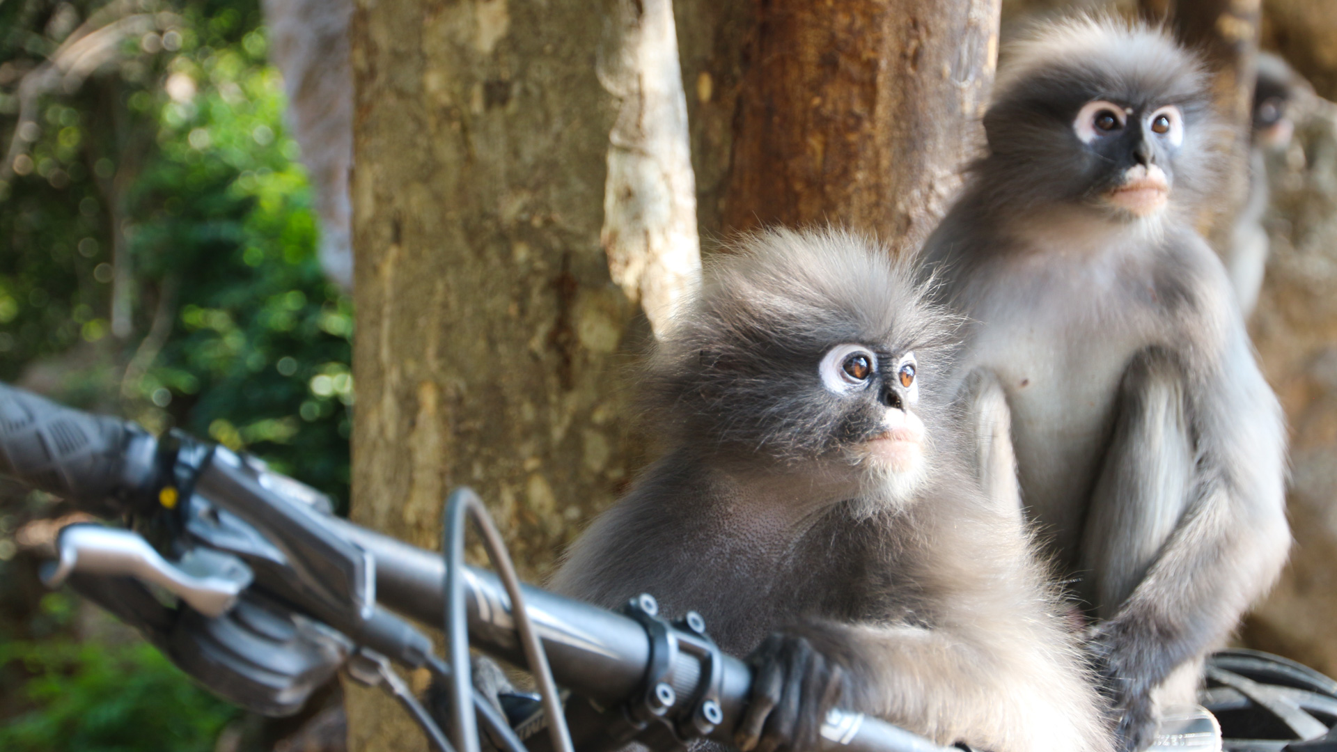 deux singes sur un vélo en Thaïlande