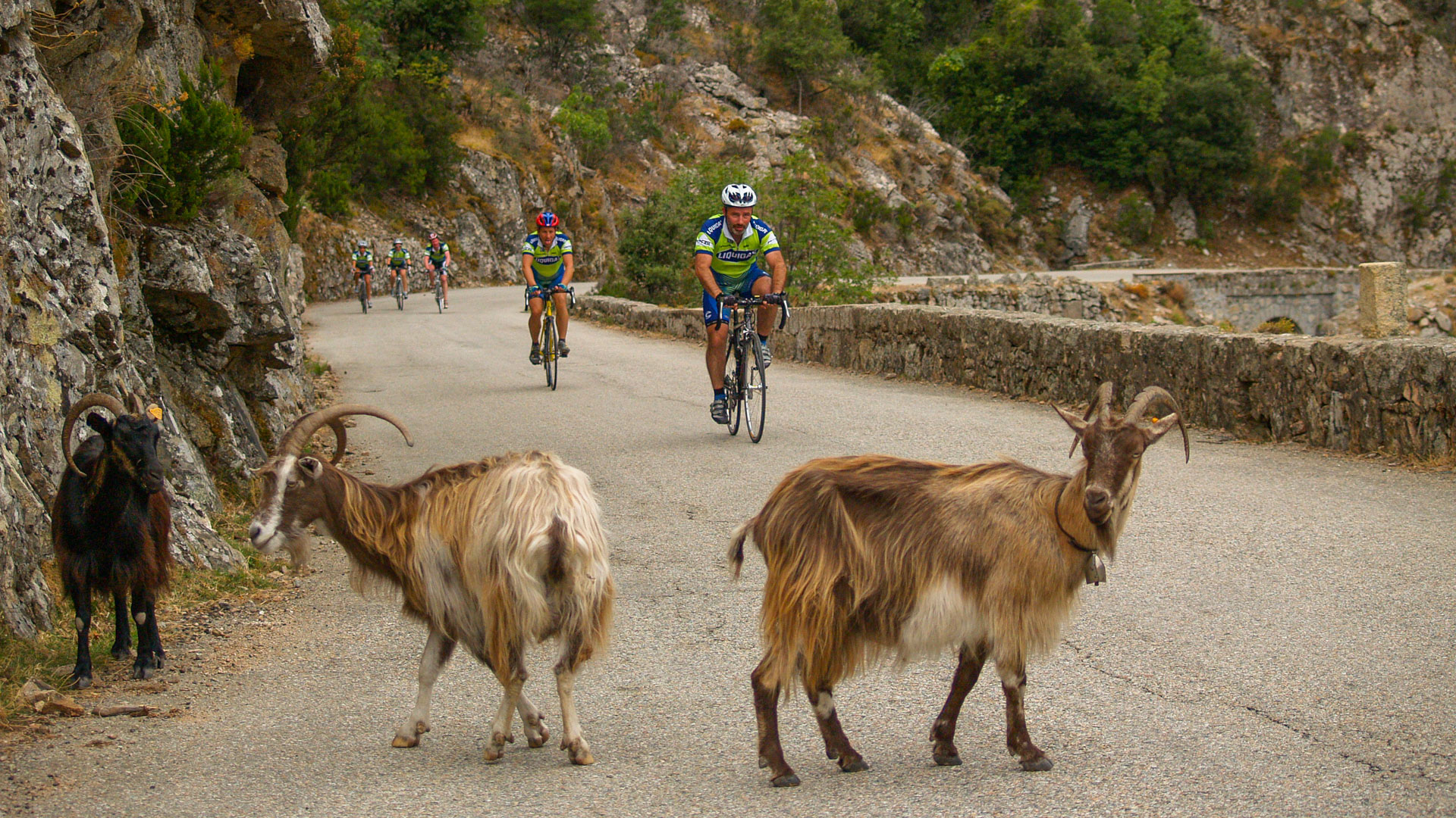un groupe de cycliste qui montent un col, et qui arrivent au niveau de deux chèvres au milieu de la route