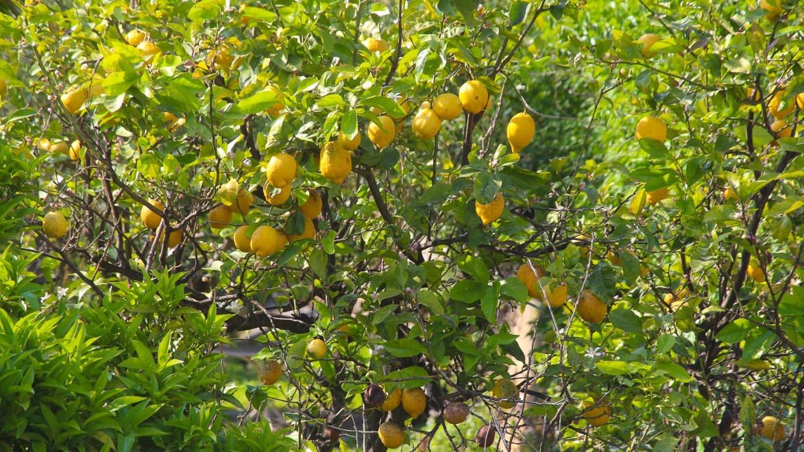citronniers en Ligurie italienne