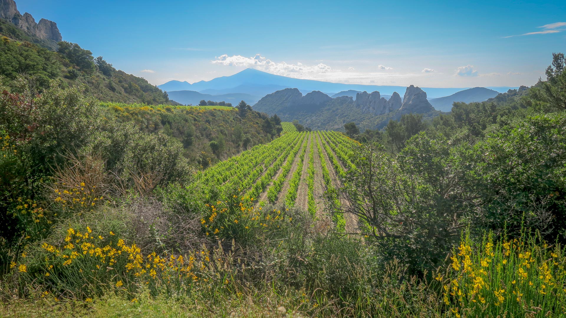 les vignobles de Gigondas avec les Dentelles de Montmirail en arrière plan