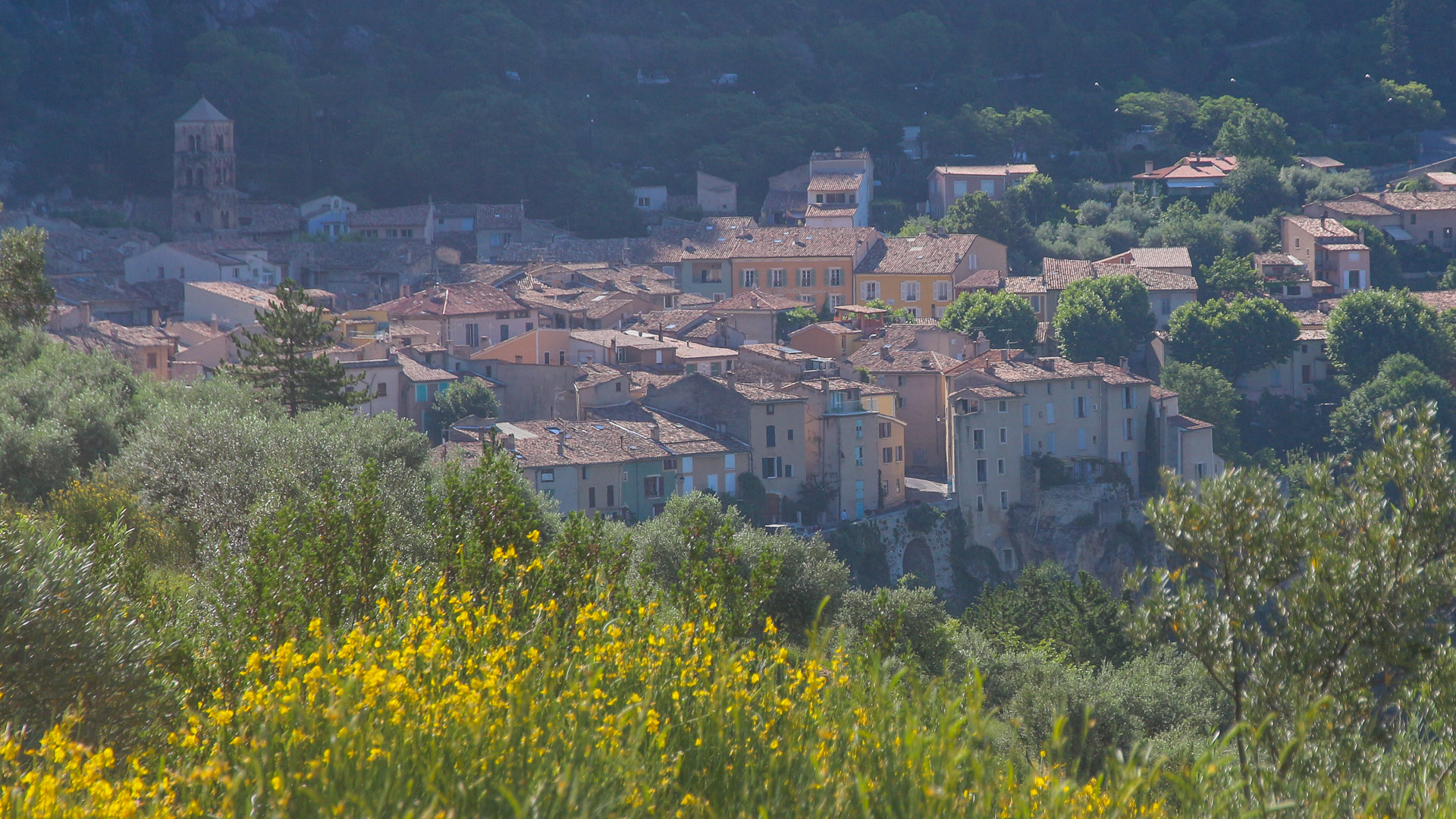 genêts en fleur et village provençal en Provence