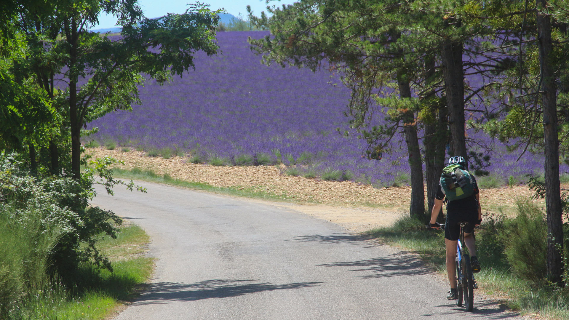 à vélo sur les routes de la lavande en Provence