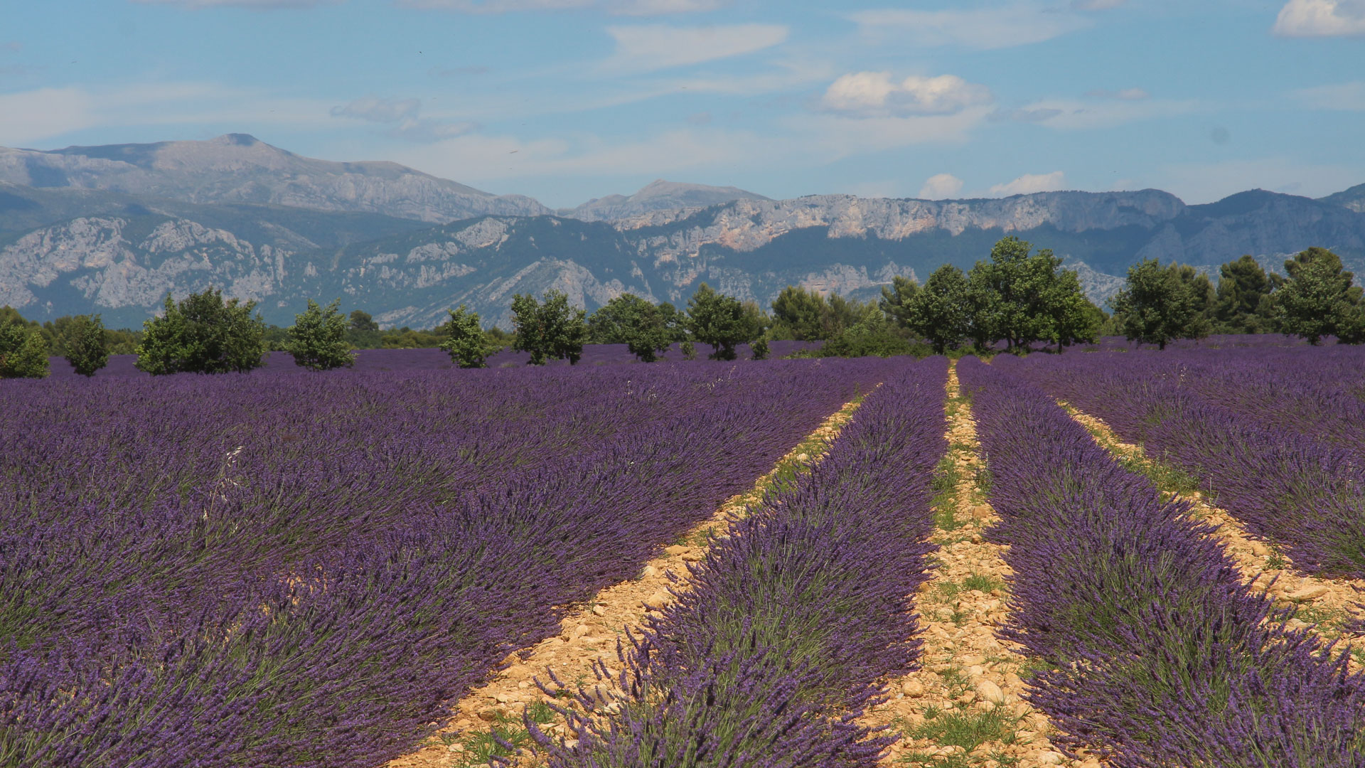 champs de lavande sur le plateau de Valensole