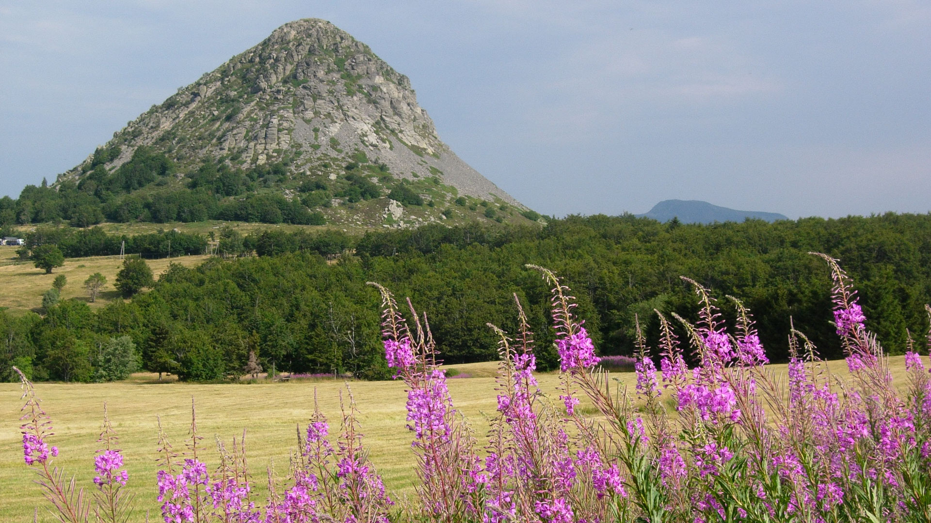 épilobes roses et Mont Gerbier des Joncs