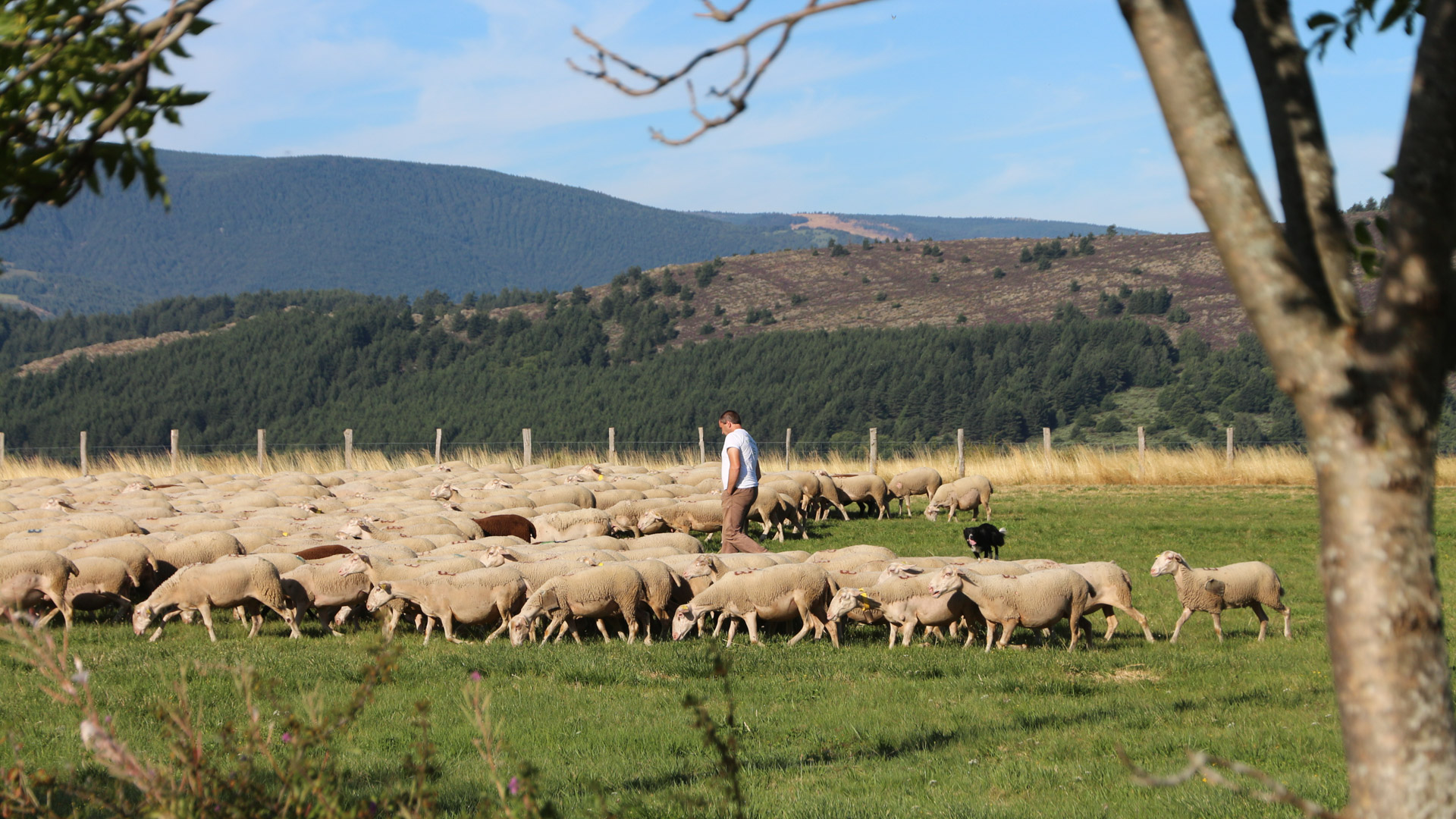 berger et son troupeau de moutons