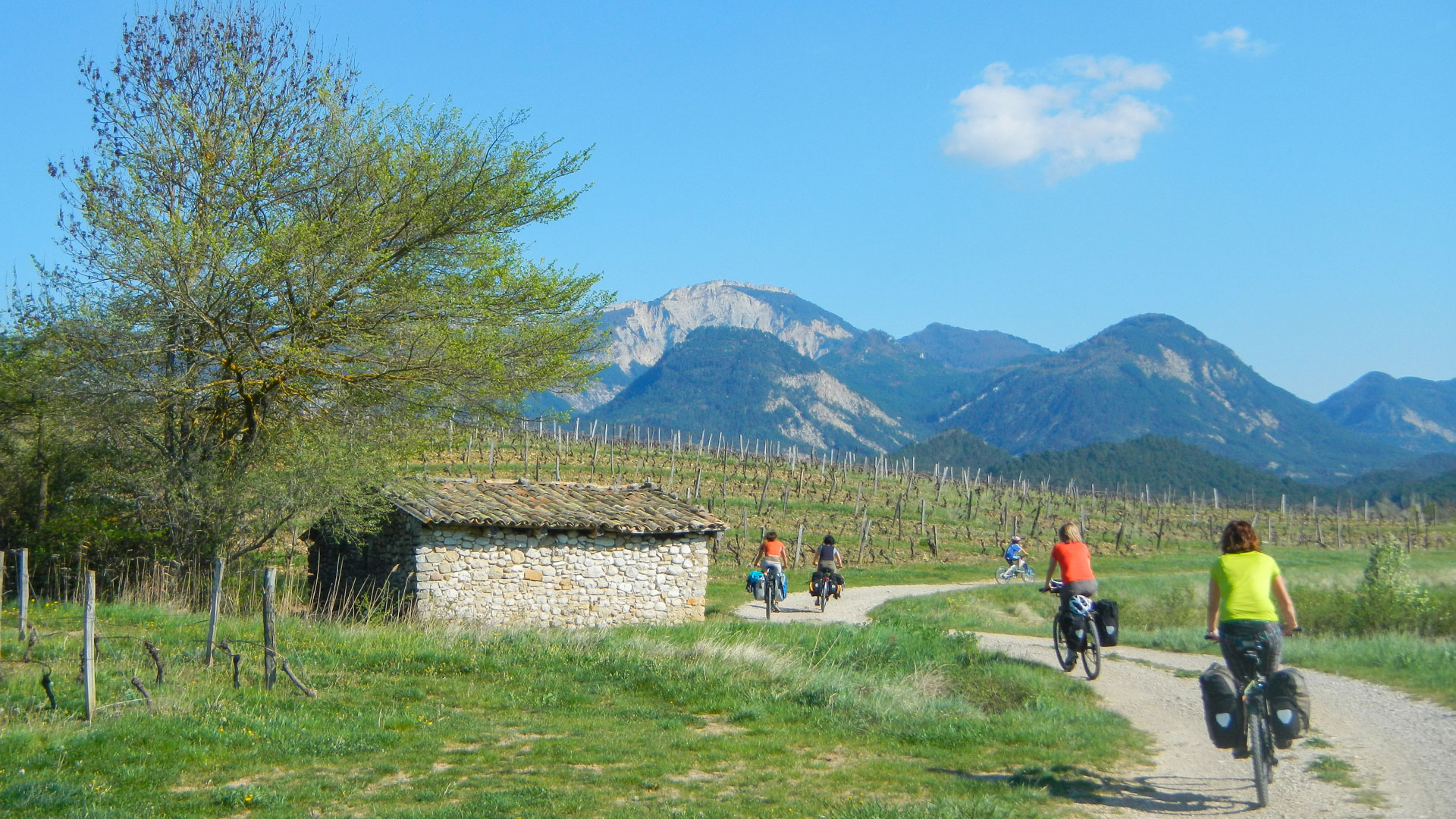 groupe de cycliste en vélo sacoches dans les vignes