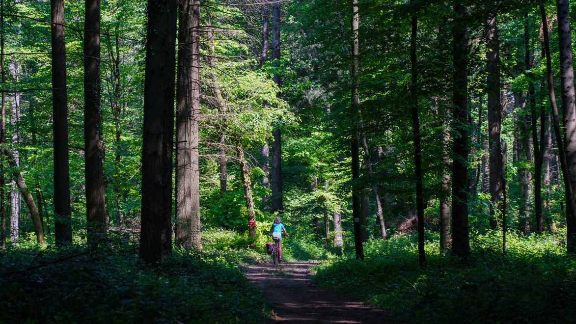 femme à vélo au cœur de la forêt jurasienne