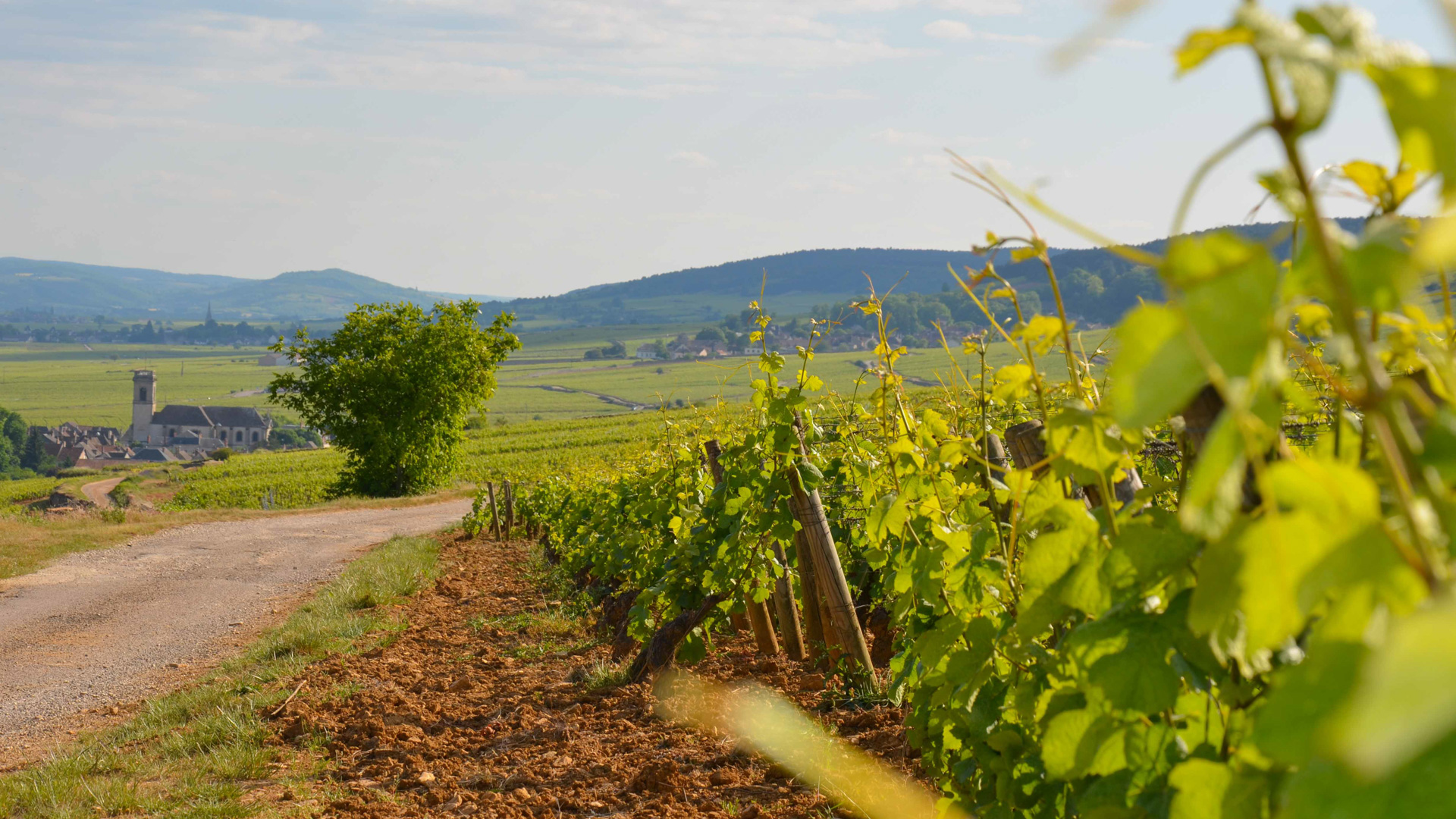 week-end à vélo dans les vignobles de Bourgogne