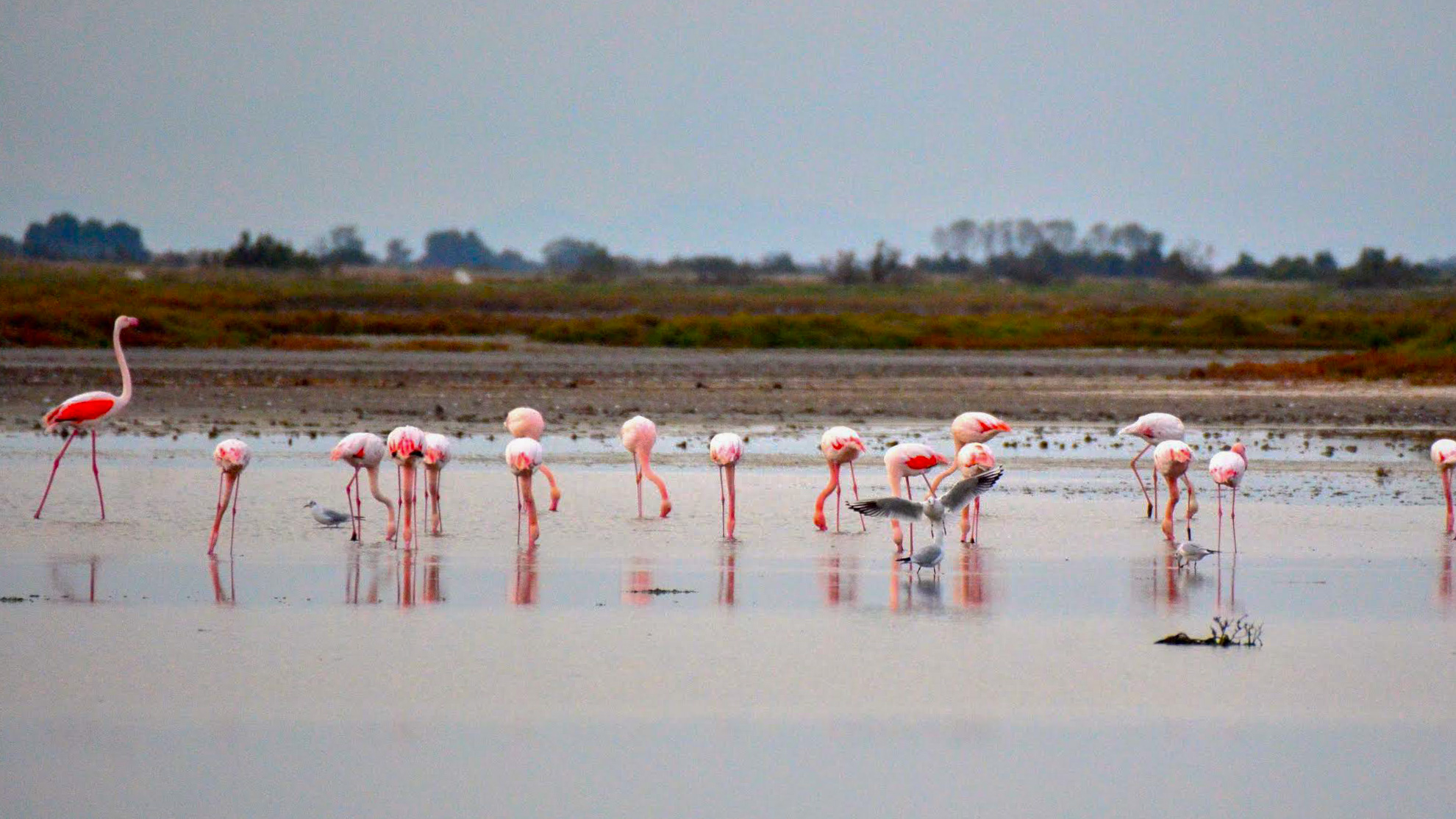 les fameux flamants roses de Camargue