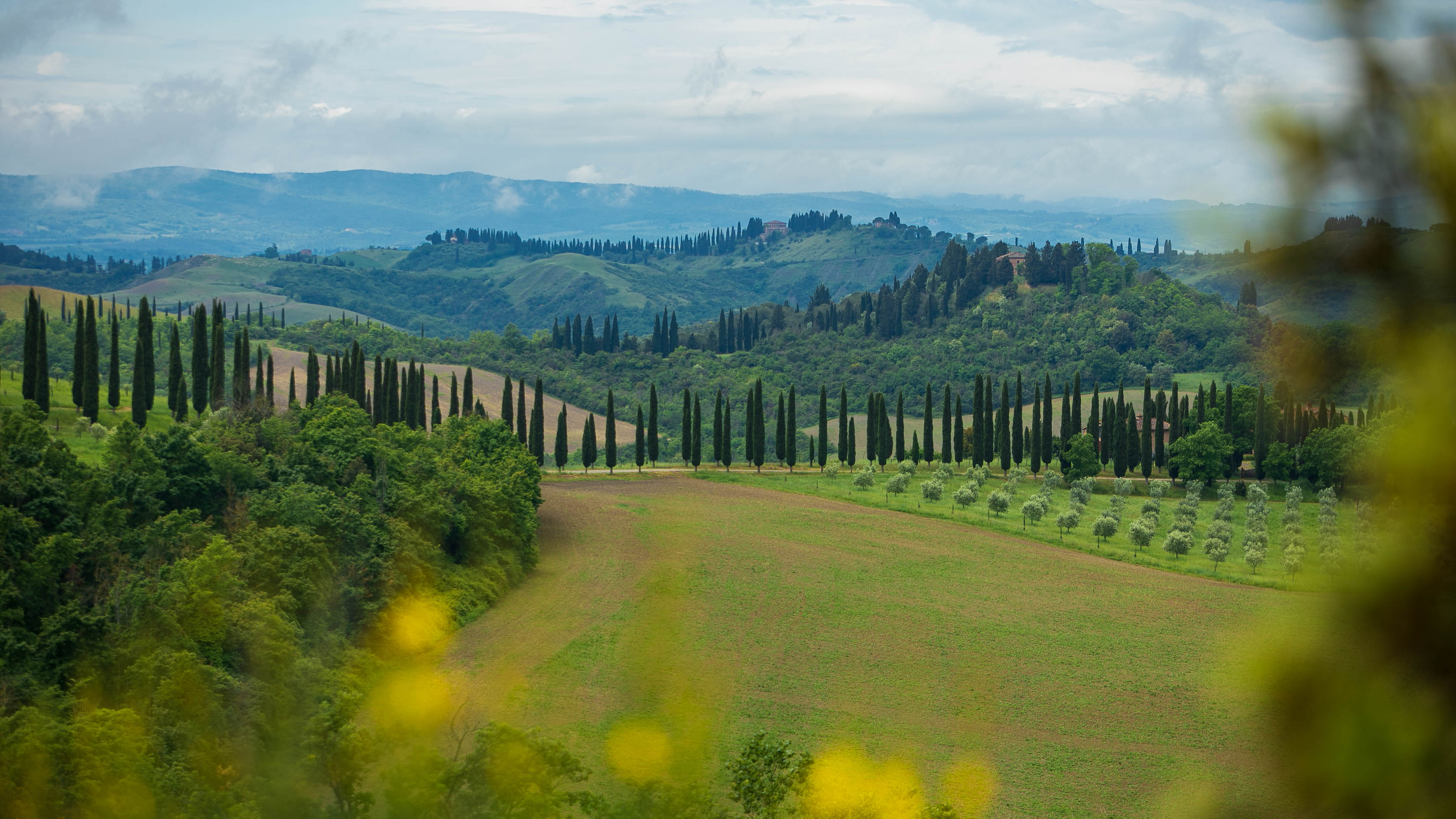 vue plongeante sur une vallée ses plantations d'oliviers et les Cyprès