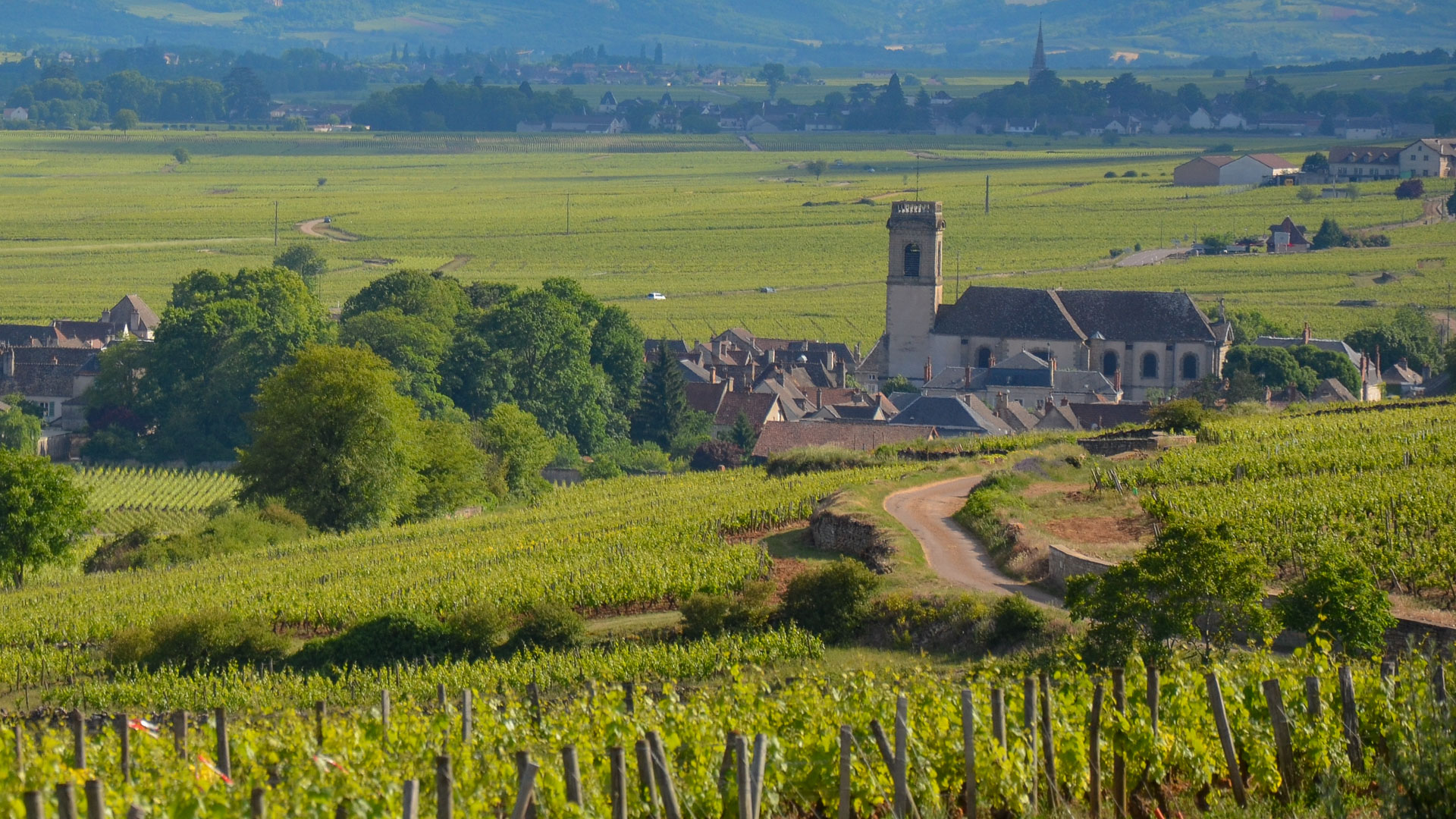 petite route dans les vignes de Bourgogne