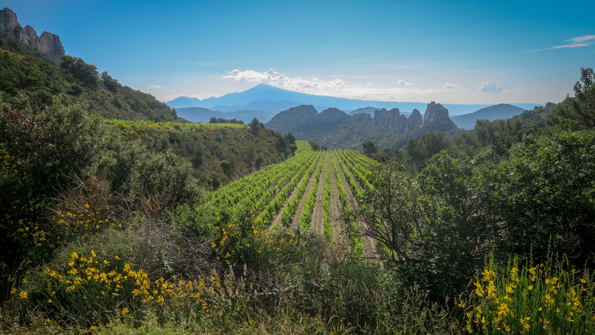 paysage des Dentelles de Montmirail devant le Mont Ventoux