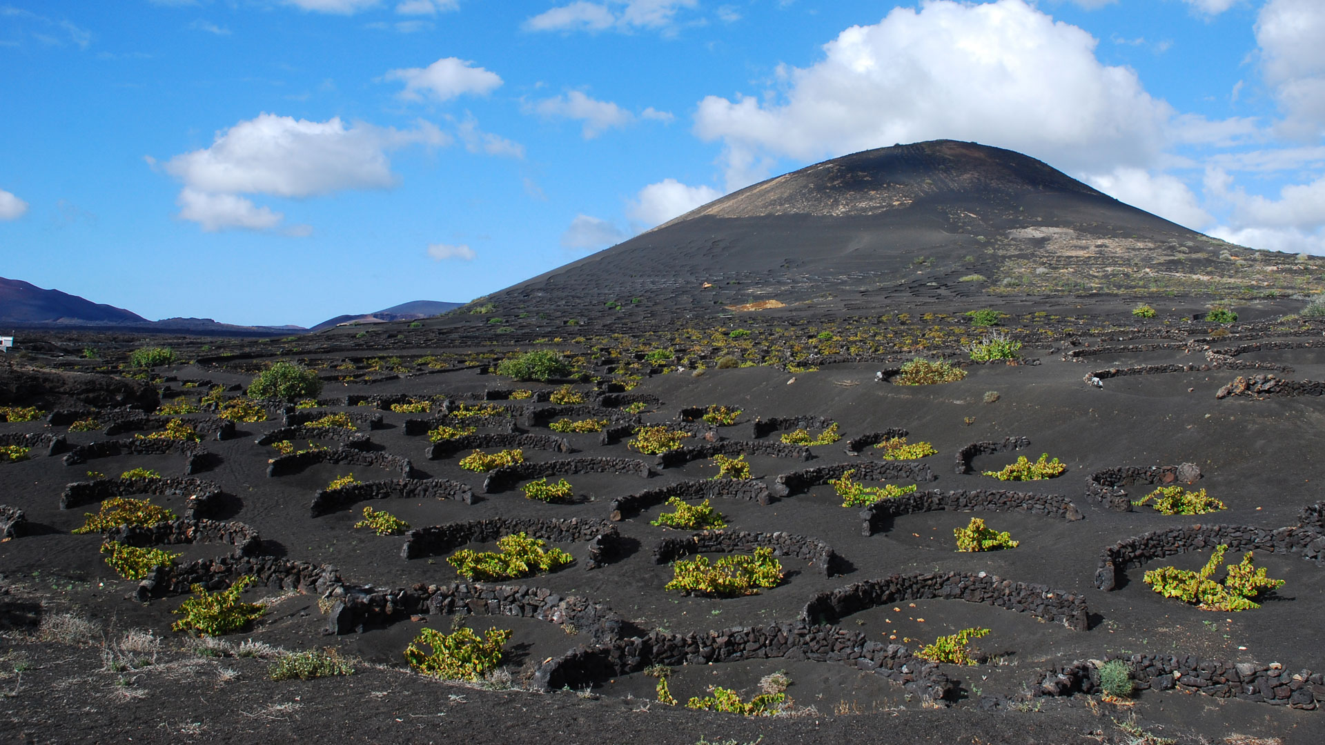 pieds de vignes plantés dans la terre volcanique à Lanzarote