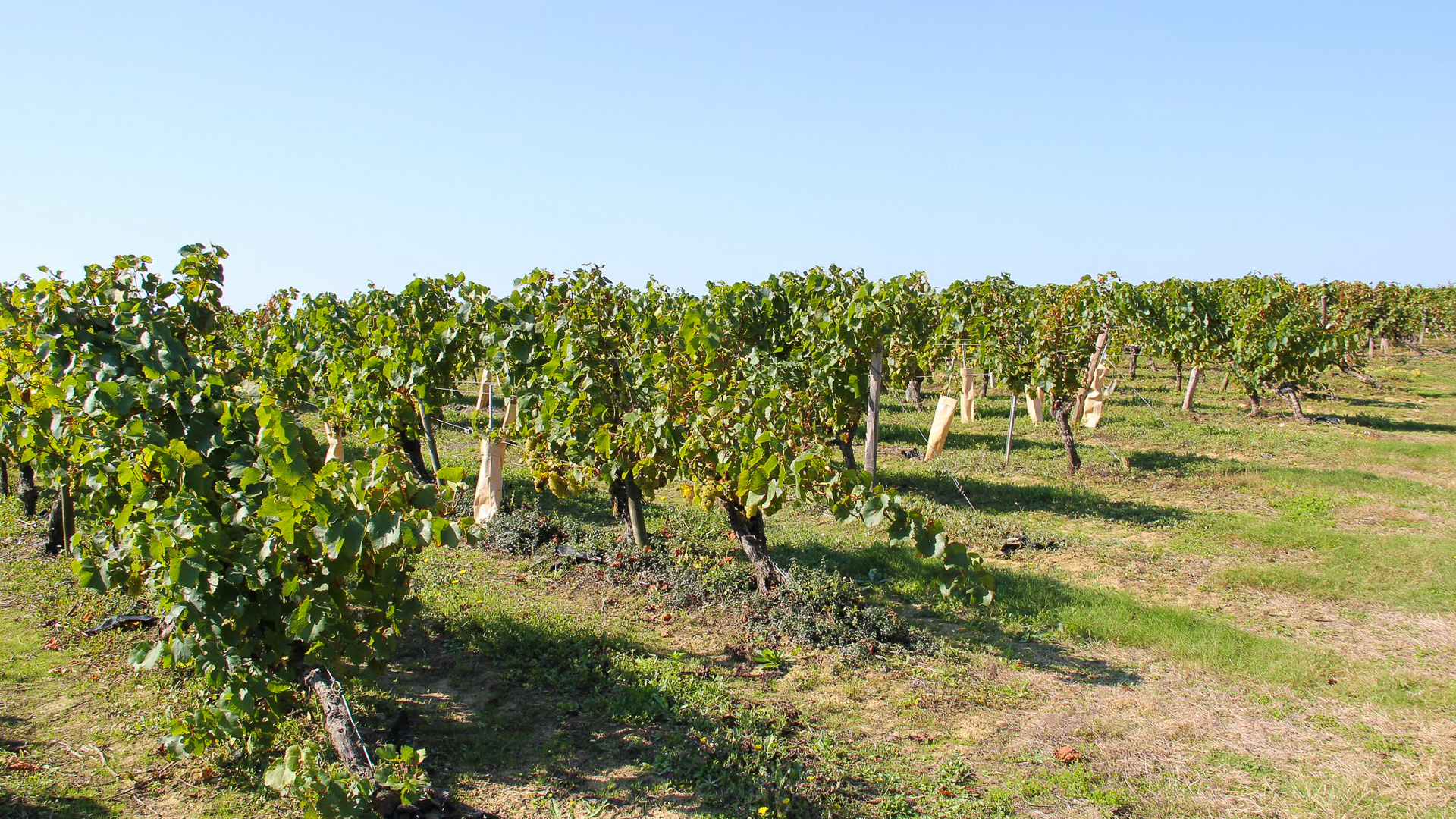 vignes en Charente dans les environs de Cognac