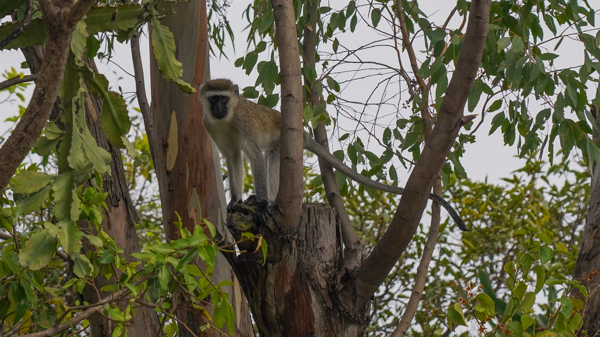 un singe vervet dans la baie de Kibuye au Rwanda