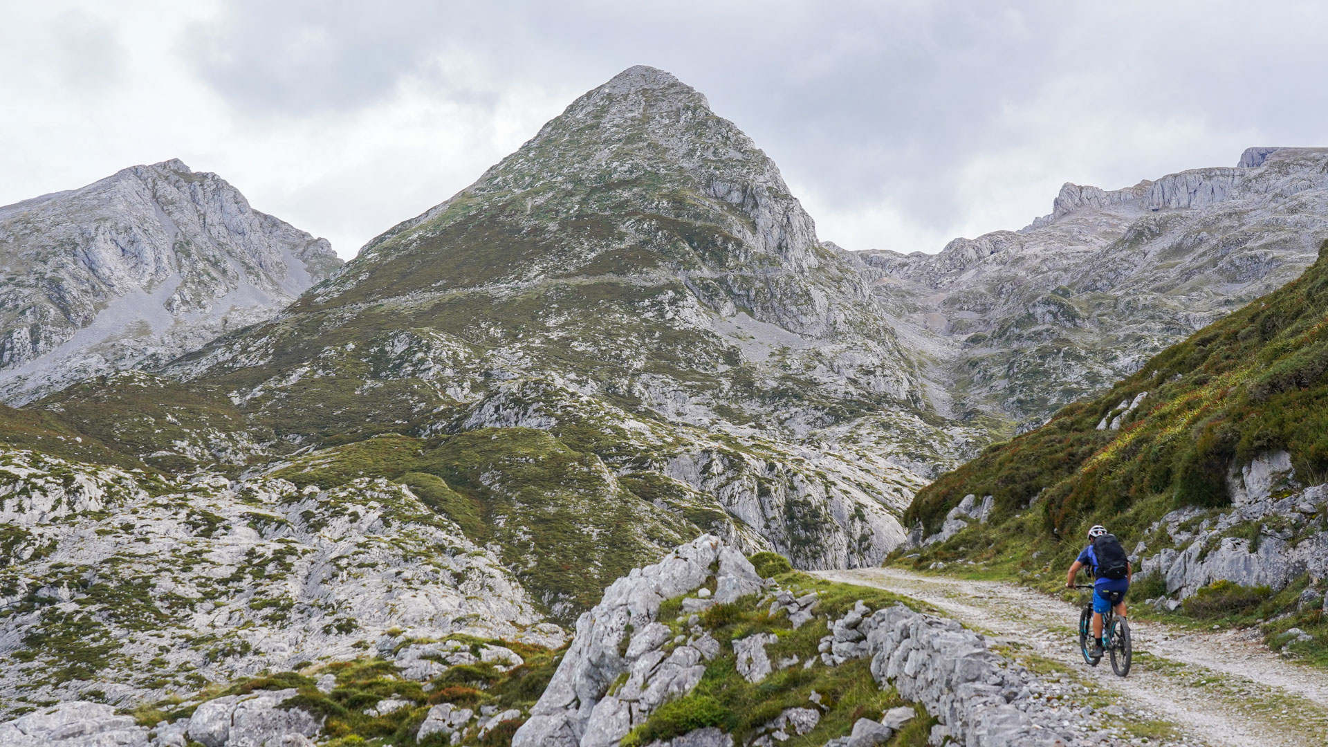 un VTT passe entre des vaches