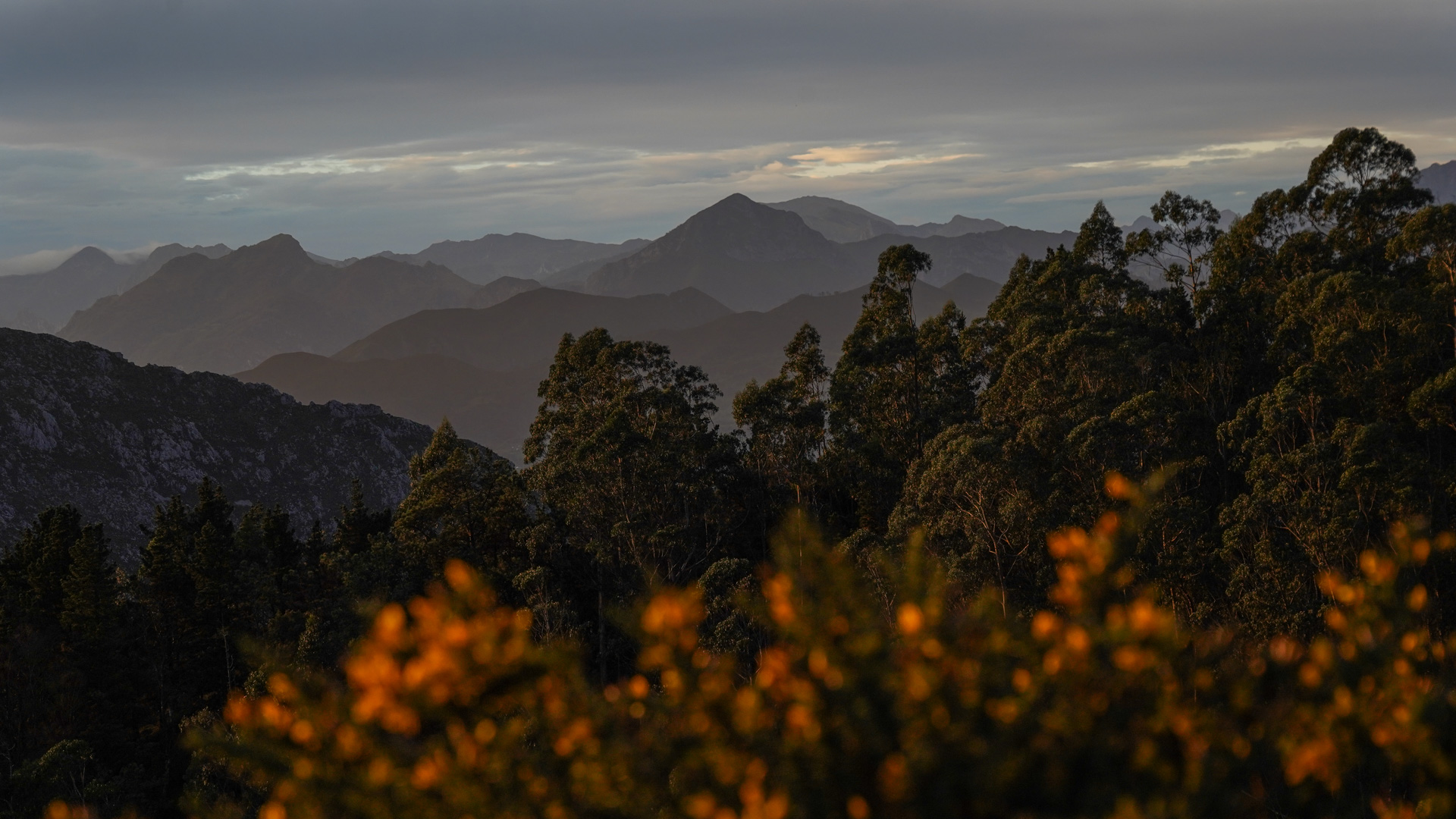 la cordillère cantabrique avec des eucalyptus et du genêt en premier plan au coucher de soleil