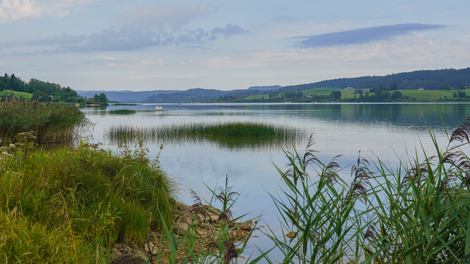 vue sur le lac sauvage de Malbuisson, avec des roseaux en premier plan