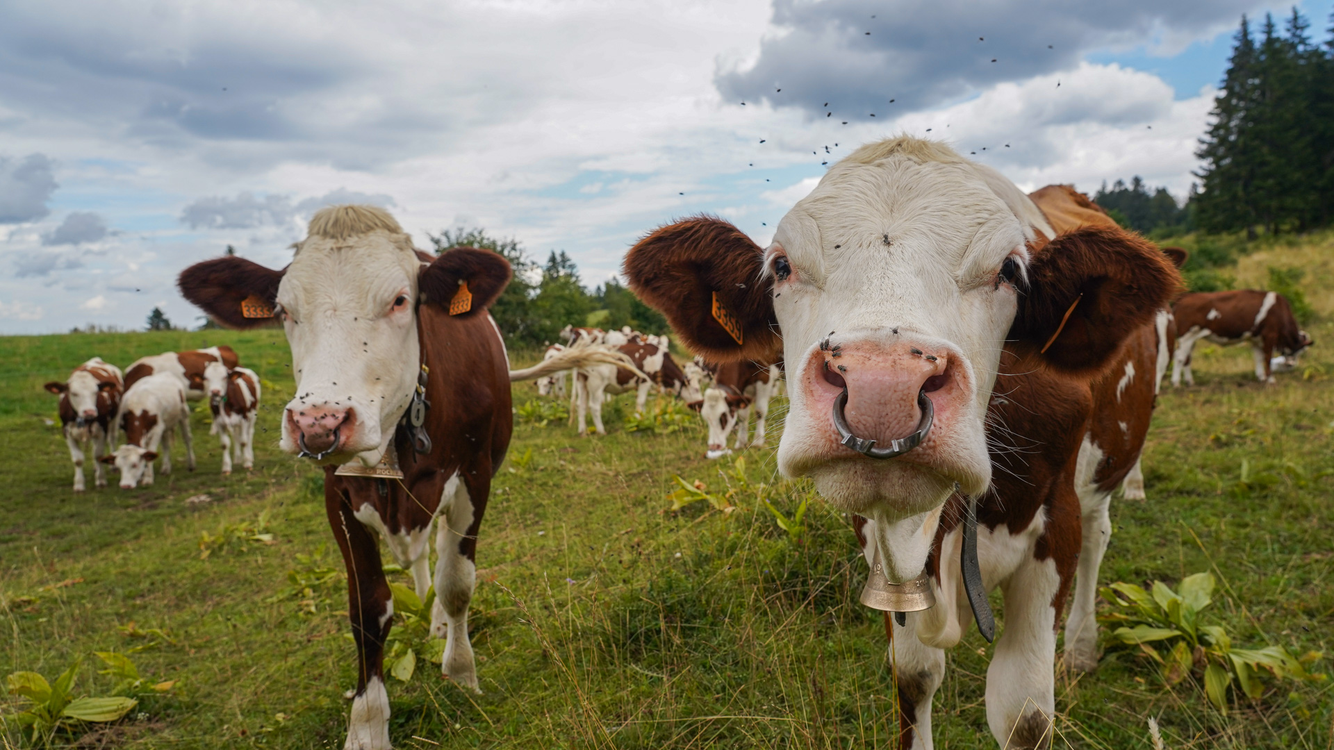 troupeau de vache de la race montbéliarde, que l'on retrouve partout dans le Jura.