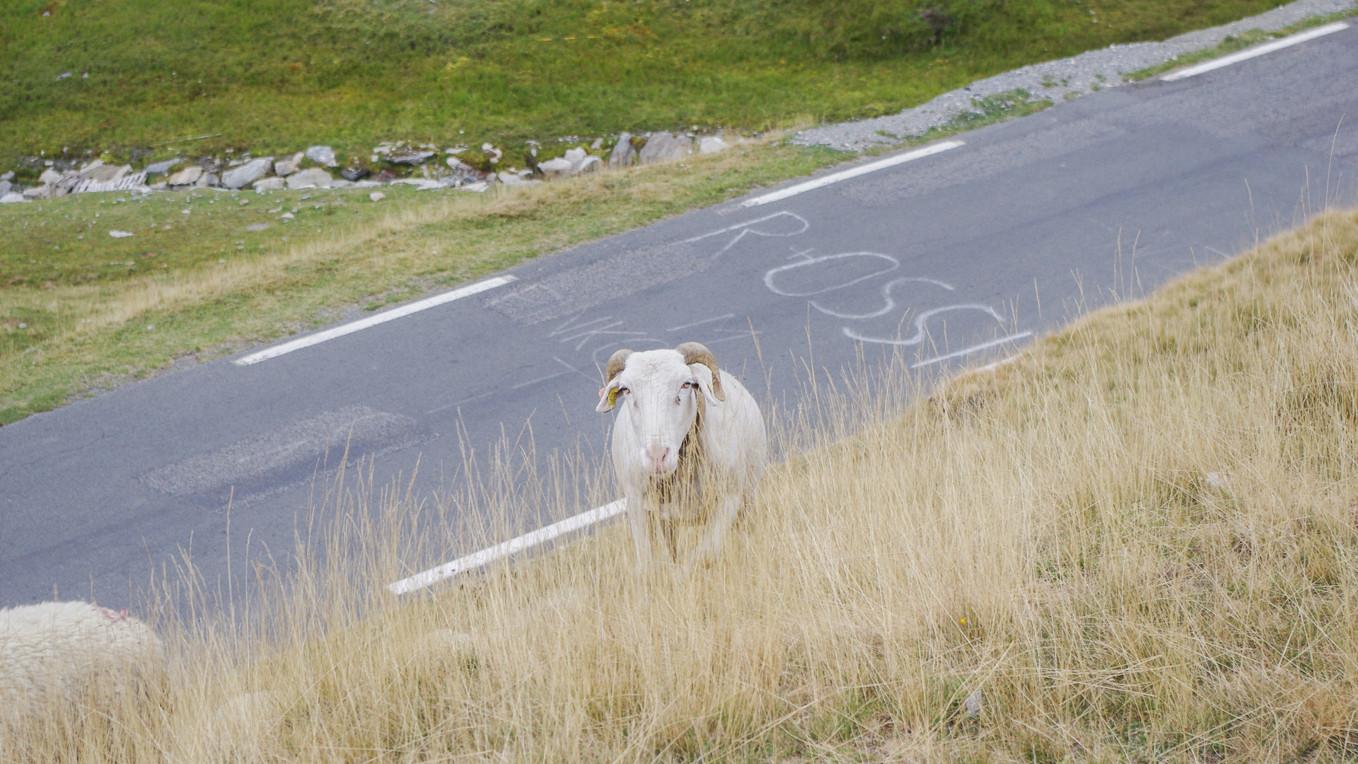 portrait d'un mouton en bord de route dans les Pyrénées