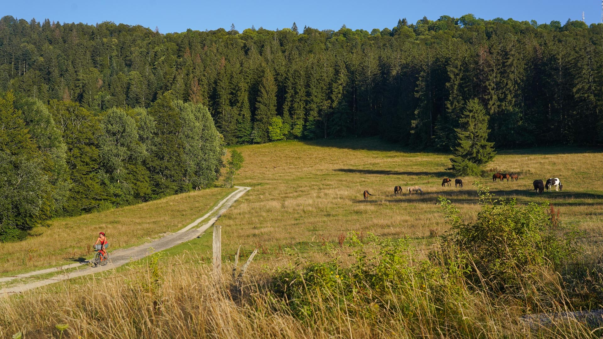 une cycliste gravel sur un petit chemin qui traverse des champs où se trouve un troupeau de vaches, à la sortie d'une forêt