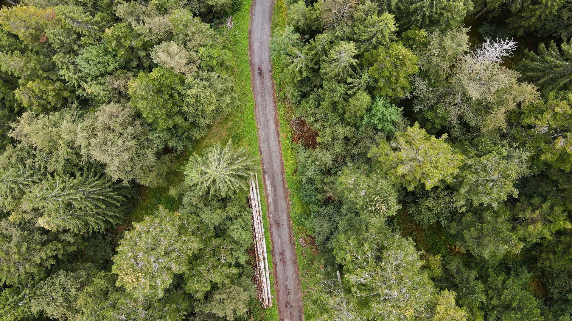 petit chemin qui passe au milieu d'une grande forêt de résineux