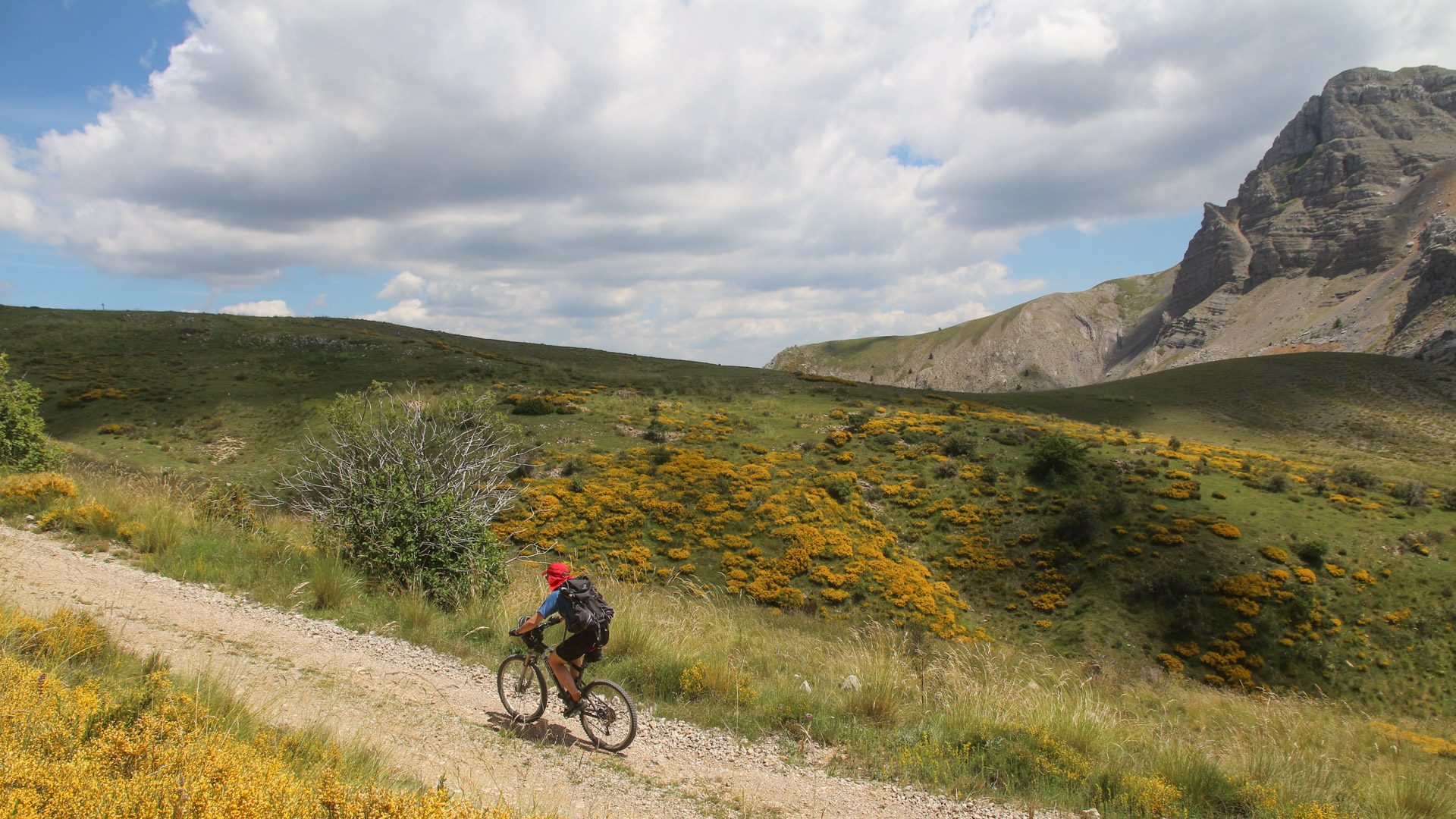 Vélo de montagne sur piste bordée de genets en fleurs