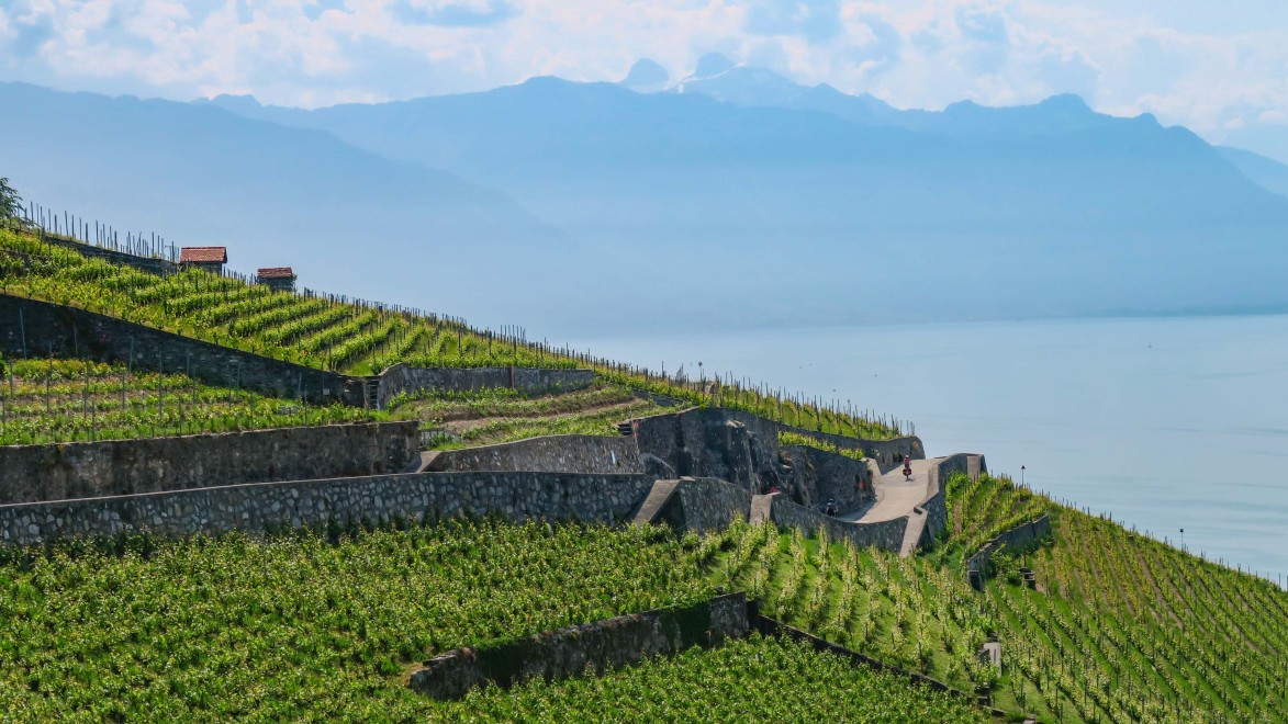 Cycliste pédalant sur une route en balcon au milieu des terrasses de Lavaux avec vue sur les Alpes