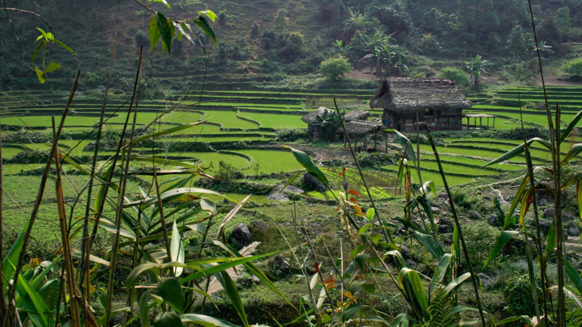 rizières au Vietnam