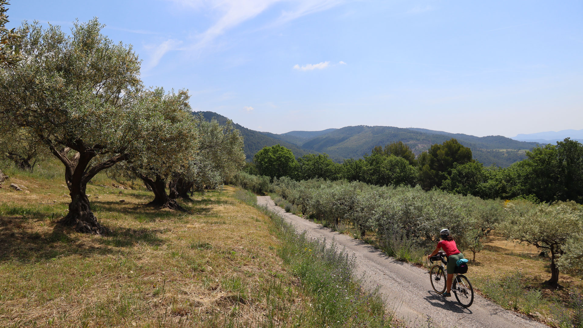 une cycliste en gravel sur une petite route entre les champs d'oliviers