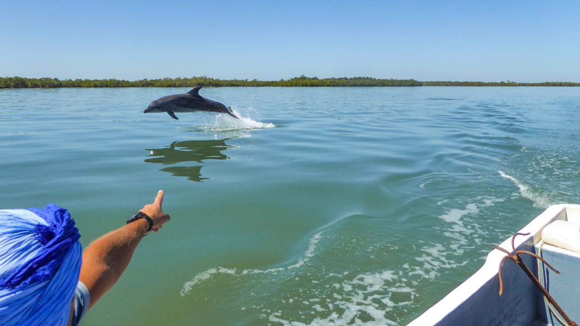 cycliste sur une pirogue montre du doigt un dauphin