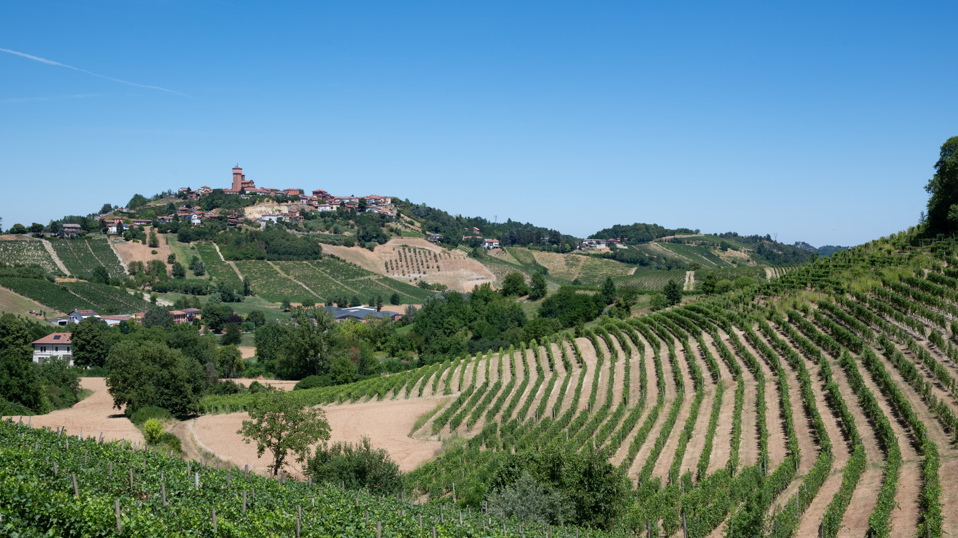 vignobles dans les langhe
