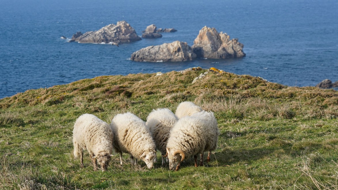 des moutons pâturent dans un champs au dessus de l'océan Atlantique