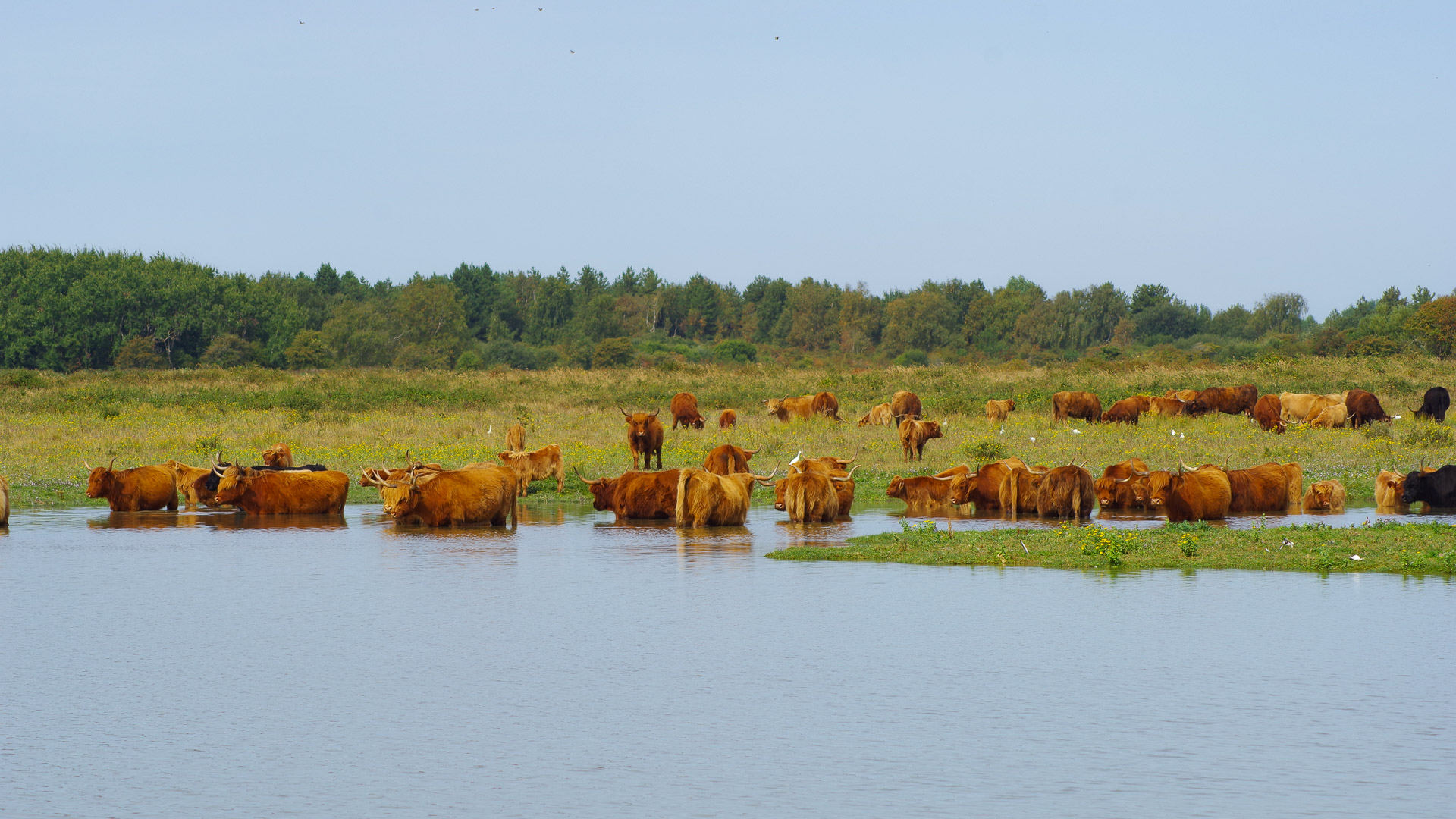 dans ce qui semble être un petit étang, un grand groupe de vaches highlands se baignent, l'eau leur arrive tout juste au niveau du ventre. Derrière elles, on peut apercevoir une clairière, et des arbres