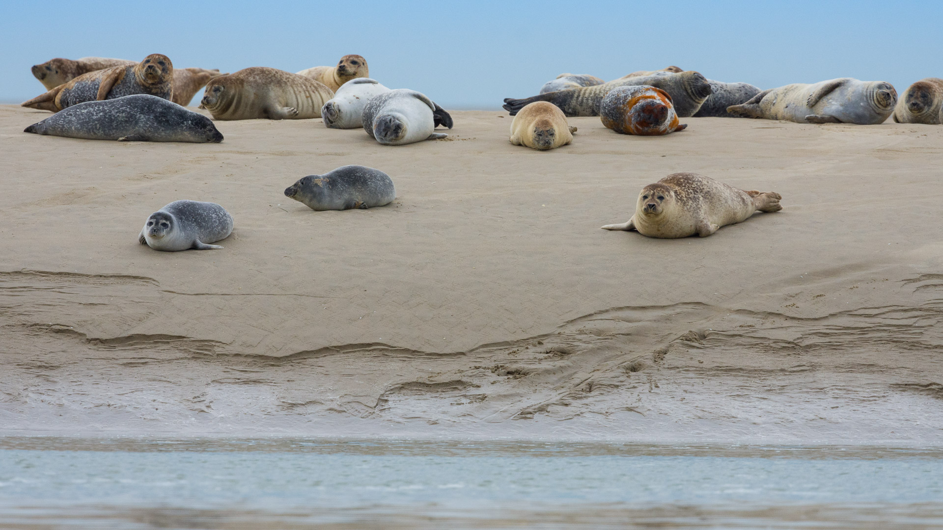 un groupe de phoques est étendu sur le sable