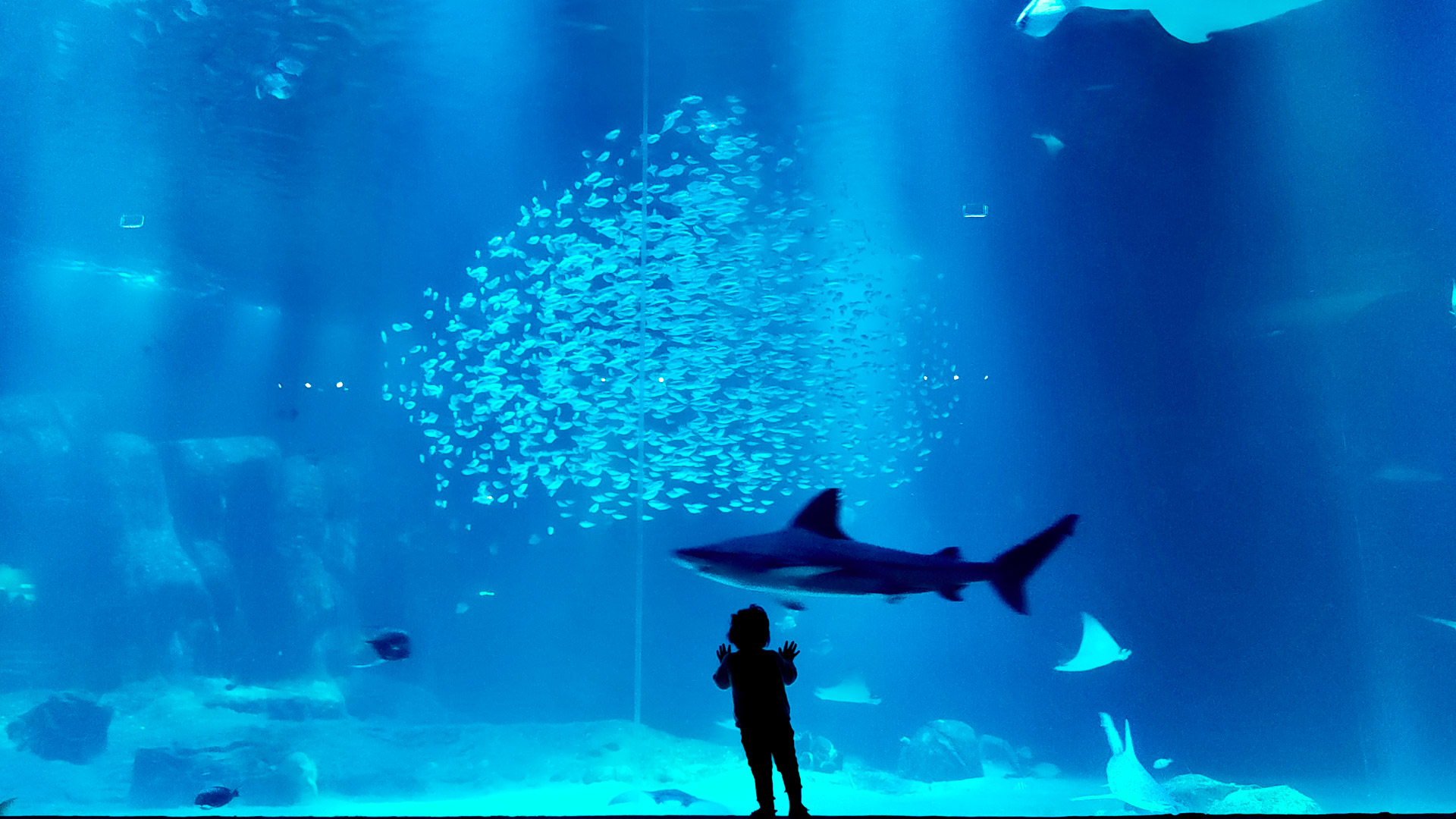 une enfant devant un aquarium. Derrière cette vitre, un nuage de poissons, et un requin passent devant elle