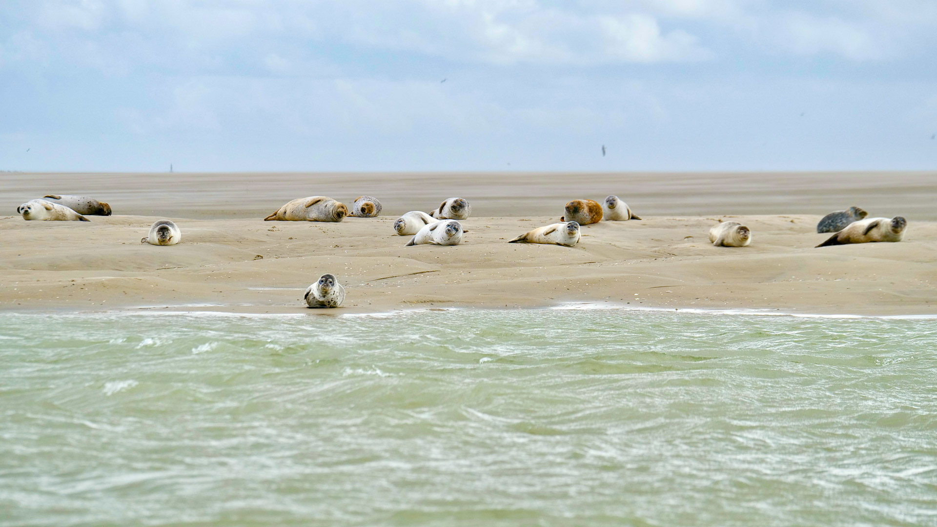 quinze phoques son étendus sur une plage