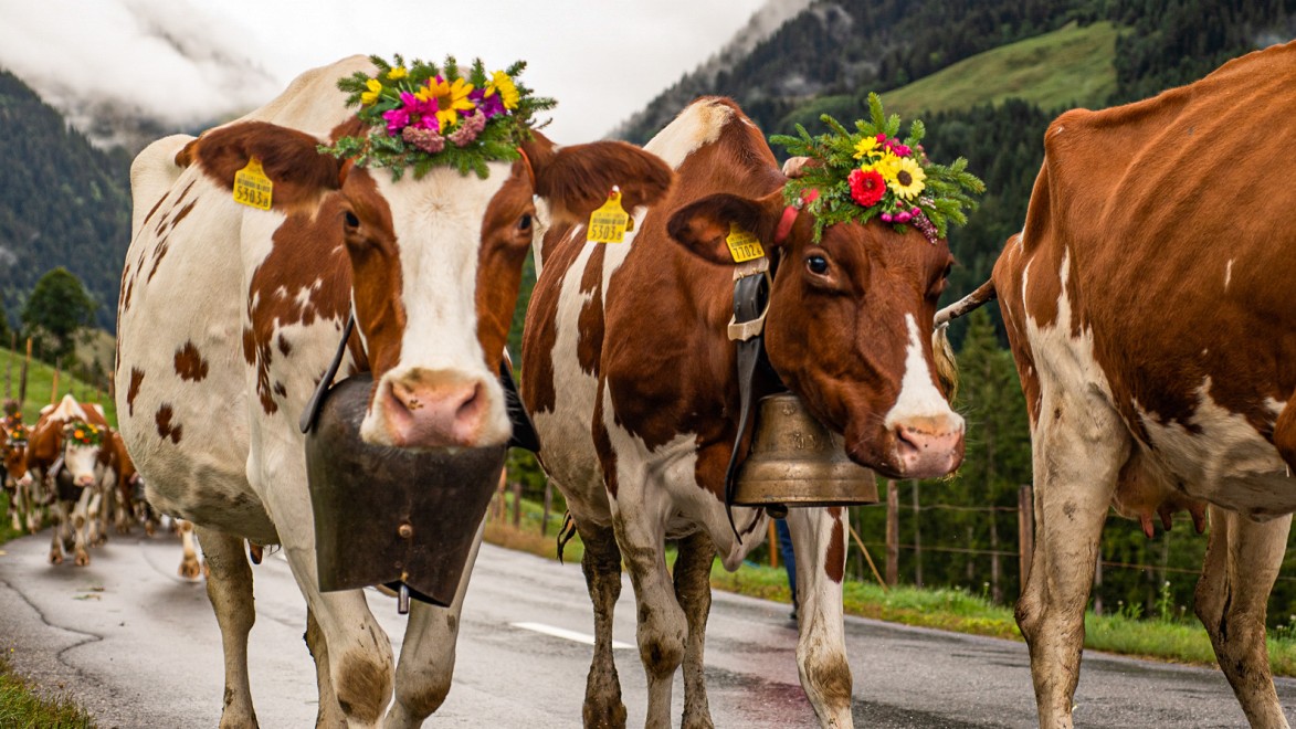 transhumance de vaches alpines couronnées de fleurs