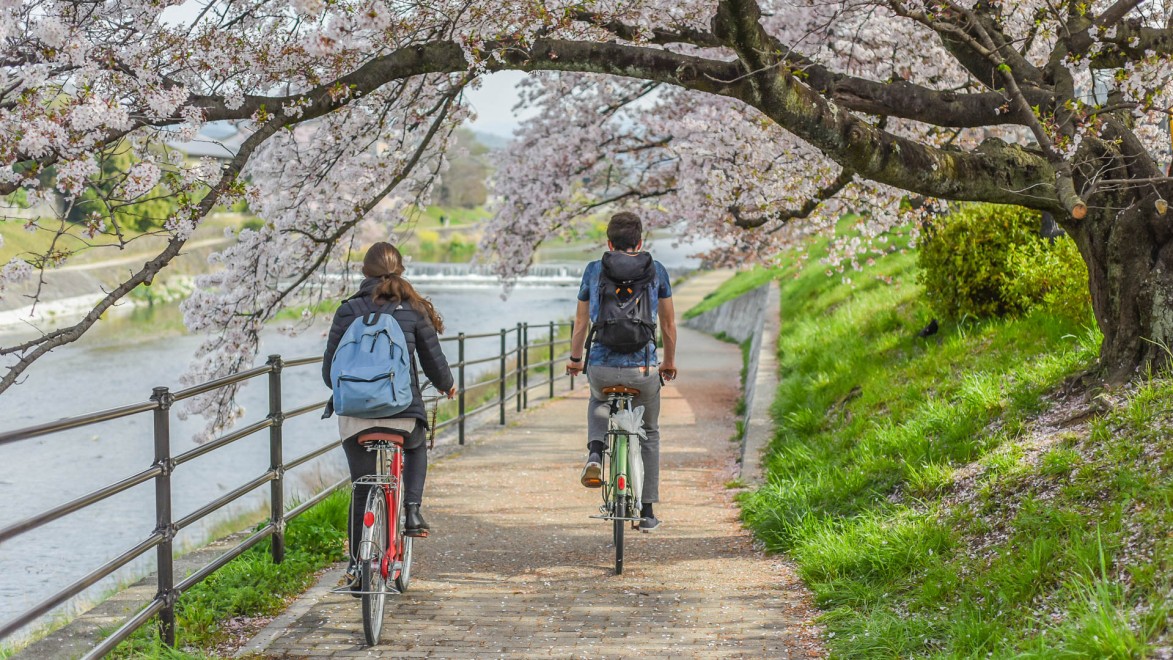 deux cyclistes le long d'un canal et entourés de cerisier en fleurs