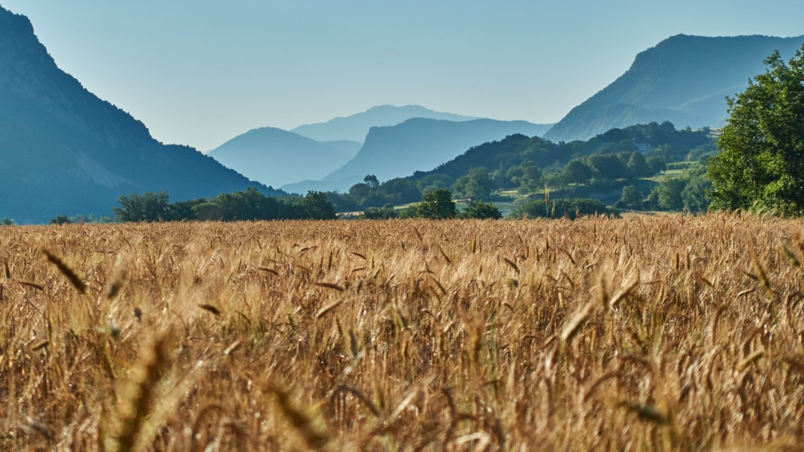 champs de blé dans les Alpes de haute Provence