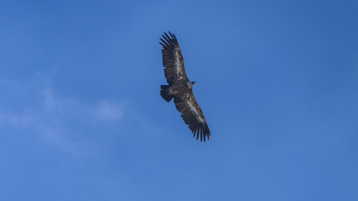 vautour dans les hautes Alpes