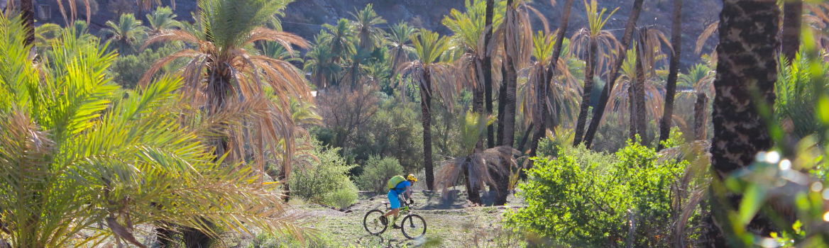 VTT dans une palmeraie au maroc