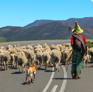 Rencontre avec un berger et son troupeau sur la route d'un col au Lesotho, petit royaume d'Afrique